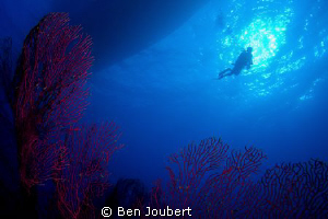 Diver silhouette by Ben Joubert 